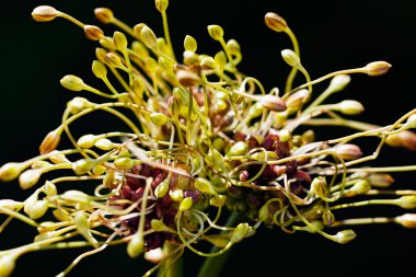 Siyah arka planda yabani çiçeklerin tomurcukları, tarlanın sığ derinliğine dikkat edin.