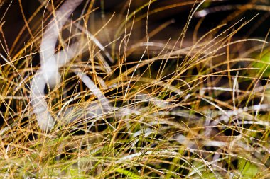 Alandaki soyut bitki, alan derinliğine dikkat edin.