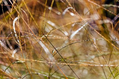 Alandaki soyut bitki, alan derinliğine dikkat edin.