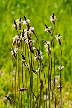 alanında, Not sığ derinlik-in tarla bitkileri çeşitli