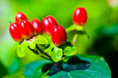 Süsleme kırmızı tomurcuklar, alanın sığ derinliğine dikkat edin