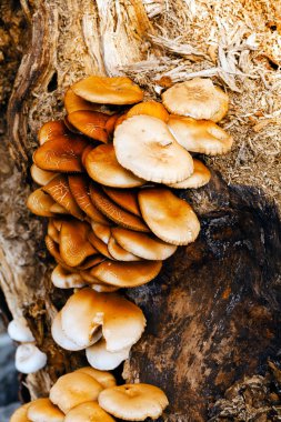 Ağaçtaki mantarlar, alan derinliğine dikkat edin.