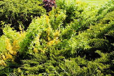 güneşli bir bahar bırakır