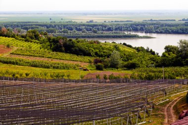 Sırt destekli yabanmersini tarlaları, sığ alan derinliğine dikkat edin.