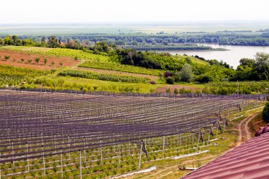 Sırt destekli yabanmersini tarlaları, sığ alan derinliğine dikkat edin.