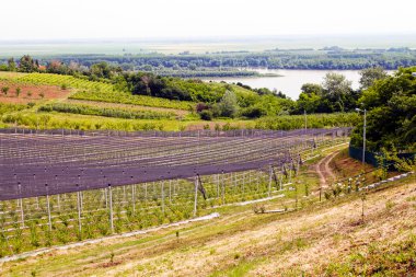 Sırt destekli yabanmersini tarlaları, sığ alan derinliğine dikkat edin.
