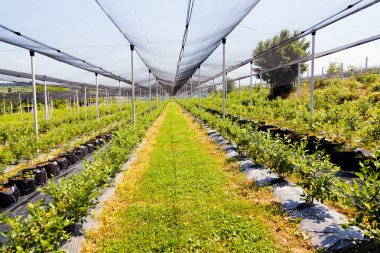 Sırt destekli yabanmersini tarlaları, sığ alan derinliğine dikkat edin.