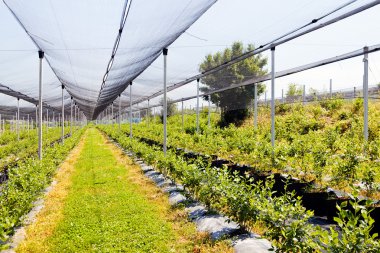 Sırt destekli yabanmersini tarlaları, sığ alan derinliğine dikkat edin.
