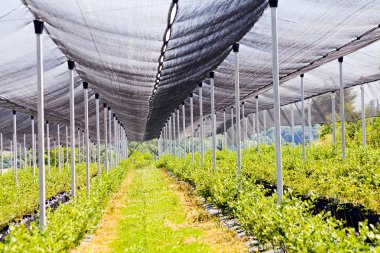 Sırt destekli yabanmersini tarlaları, sığ alan derinliğine dikkat edin.
