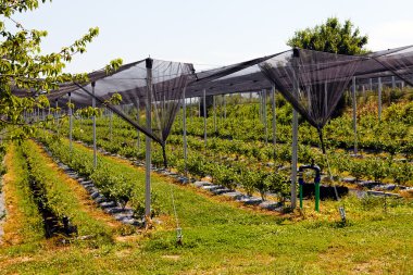 Sırt destekli yabanmersini tarlaları, sığ alan derinliğine dikkat edin.