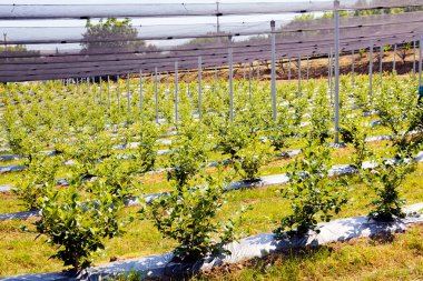Sırt destekli yabanmersini tarlaları, sığ alan derinliğine dikkat edin.