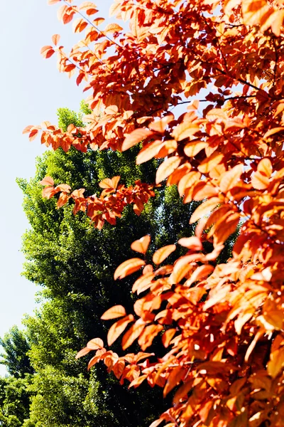 Orange leaves in autumn — Stock Photo, Image