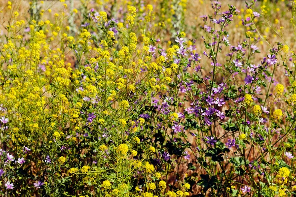 Flores Prado Campo Observe Profundidade Rasa Campo — Fotografia de Stock