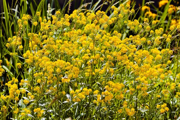 Gelbe Wiesenblumen Einem Feld Beachten Sie Die Geringe Schärfentiefe — Stockfoto