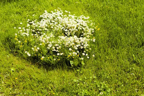 Chamomile Meadow Note Shallow Depth Field — стокове фото