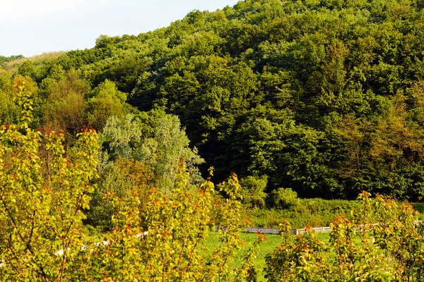 Bella Foresta Verde Primavera Nota Profondità Campo Poco Profonda — Foto Stock