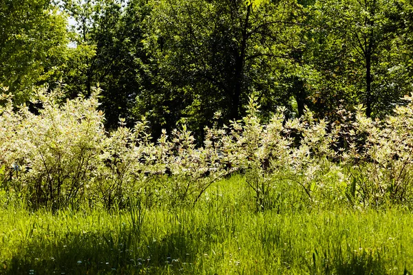 Красивый Зеленый Лес Весной Обратите Внимание Низкую Глубину Поля — стоковое фото