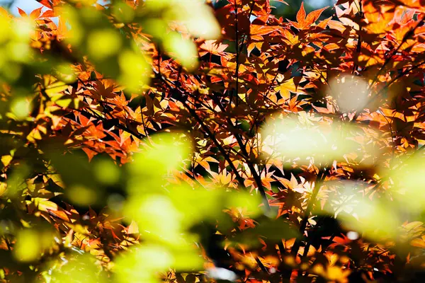 阳光透过树叶的反射 注意田野的浅层深度 — 图库照片
