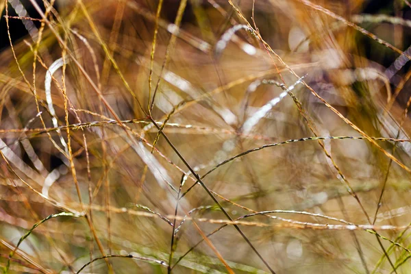 Abstrakte Pflanze Feld Beachten Sie Flache Schärfentiefe — Stockfoto