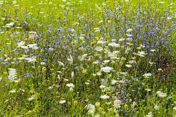 Eine Vielzahl Von Pflanzen Feld Beachten Sie Flache Schärfentiefe — Stockfoto