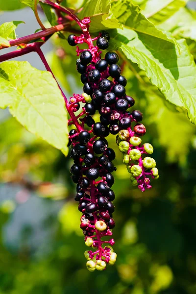 Wilde Plant Phytolacca Americana Noot Ondiepe Velddiepte — Stockfoto