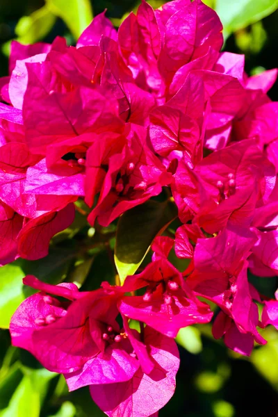 Ramo Bougainvillea Rosa Nota Profundidade Rasa Campo — Fotografia de Stock