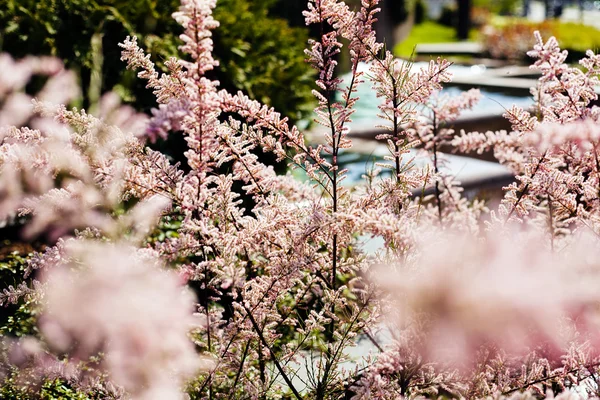 ornamental shrub pale pink color in nature, note shallow depth of field