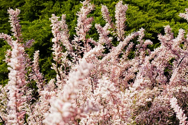 Декоративный Кустарник Бледно Розовый Цвет Природе Обратите Внимание Мелкую Глубину — стоковое фото