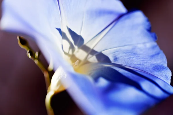 Сонячне Світло Синій Квітці Темному Фоні Зверніть Увагу Дрібну Деталь — стокове фото