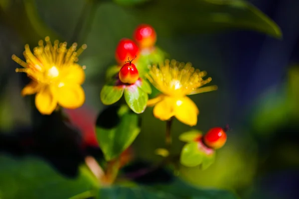 Ozdoba Żółte Kwiaty Czerwonym Pąki Uwaga Płytkiej Głębi Ostrości — Zdjęcie stockowe