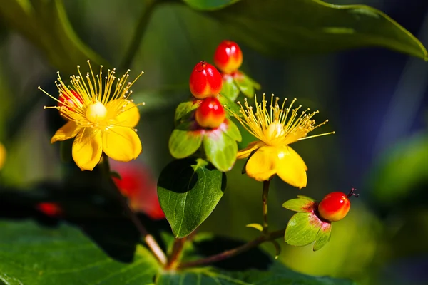 Gula blommor från röda knoppar — Stockfoto
