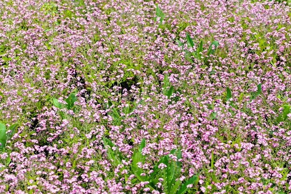 Purple flowers in the field — Stock Photo, Image