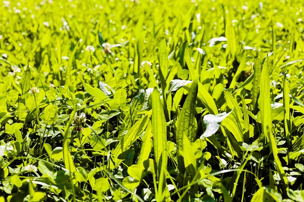 Grama verde brilhante — Fotografia de Stock