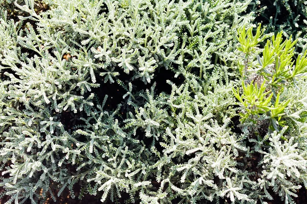 Arbusto Ornamentale Natura Nota Bassa Profondità Campo — Foto Stock