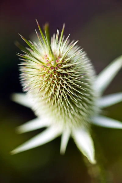 Tüskés Virág Bimbó Fókuszban Vegye Figyelembe Sekély Mélysége Mező — Stock Fotó