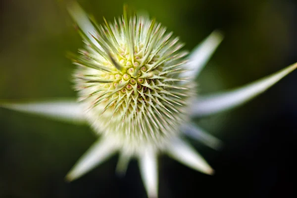 Bocciolo Fiore Appuntito Fuoco Nota Profondità Campo Poco Profonda — Foto Stock