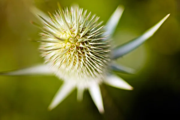 Dikenli Çiçek Tomurcuğu Odak Sığ Alan Derinliğine Dikkat Edin — Stok fotoğraf