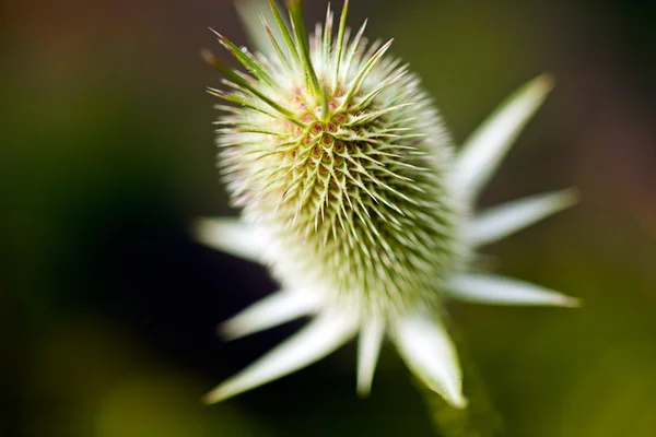 Spiky Flower Bud Focus Note Shallow Depth Field — Stock Photo, Image