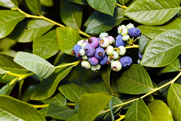 Cabang Blueberryes Alam Catatan Kedalaman Dangkal Lapangan — Stok Foto