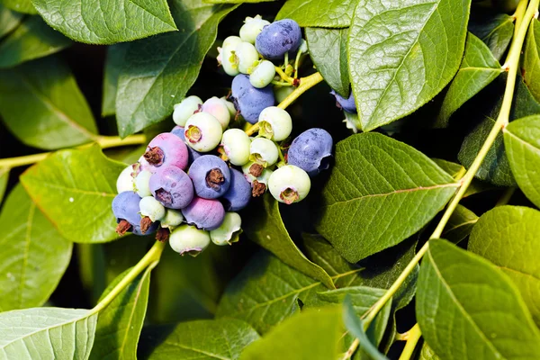 Branch Blueberryes Nature Note Shallow Depth Field — Stock Photo, Image