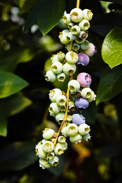 Branch Blueberryes Nature Note Shallow Depth Field — Stock Photo, Image