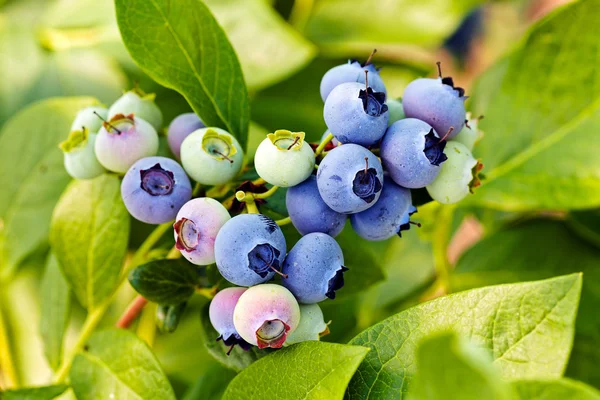 Blueberryes 'in doğadaki dalı, yüzeysel alan derinliğine dikkat edin.