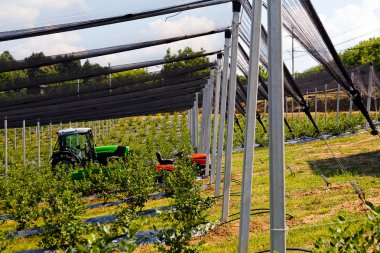 arka ayakları ve mekanizasyonu olan yabanmersini tarlaları, sığ alan derinliğine dikkat edin