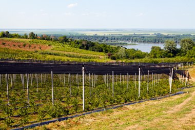 Sırt destekli yabanmersini tarlaları, sığ alan derinliğine dikkat edin.