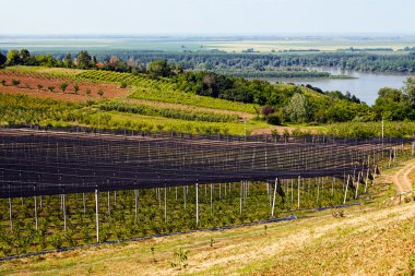 Sırt destekli yabanmersini tarlaları, sığ alan derinliğine dikkat edin.