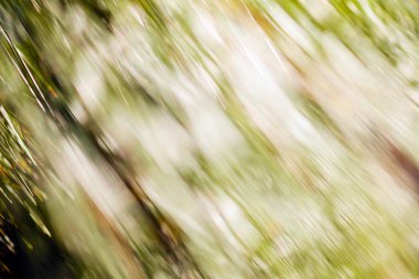 Bulanık arkaplan için beyaz çamların soyut dalları