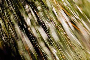 Bulanık arkaplan için beyaz çamların soyut dalları