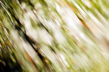 Bulanık arkaplan için beyaz çamların soyut dalları