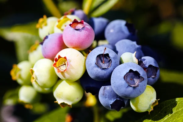 Maturation Blueberry Branch Note Shallow Depth Field — Stock Photo, Image