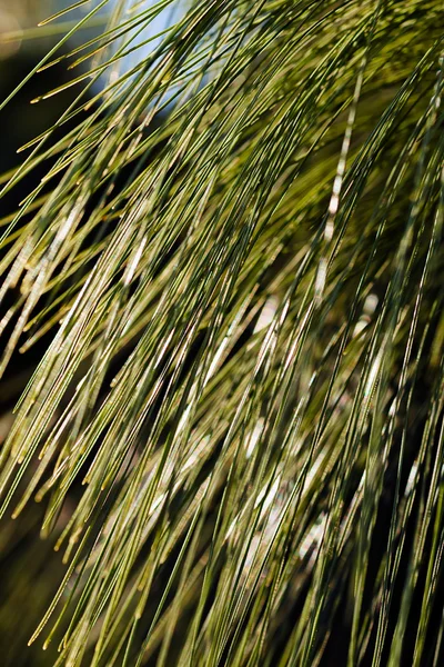 Rami Pino Bianco Nota Profondità Campo Poco Profonda — Foto Stock